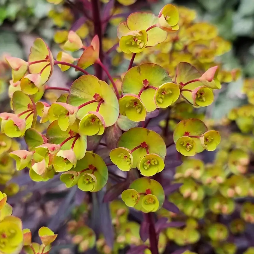 Euphorbia ‘Miner’s Merlot’ - euforbia perena compacta cu frunzis bordo