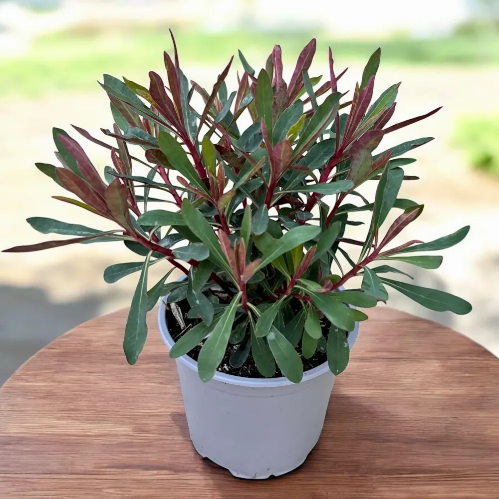 Euphorbia ‘Miner’s Merlot’ - euforbia perena compacta cu frunzis bordo
