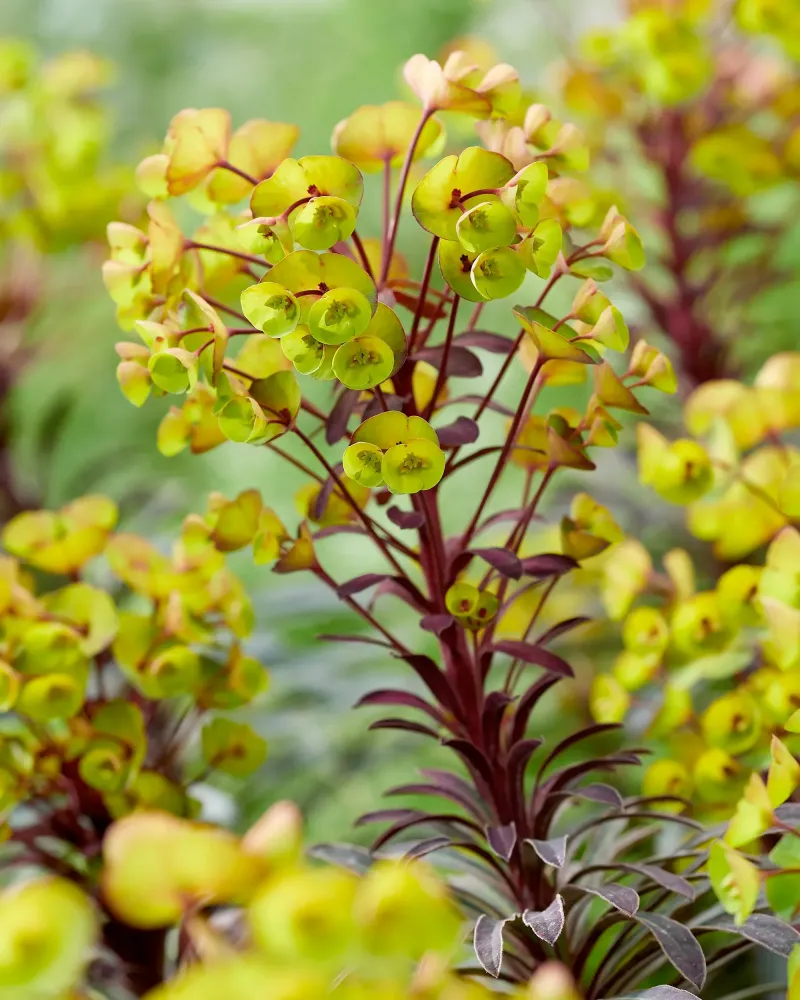 Euphorbia ‘Miner’s Merlot’ - euforbia perena compacta cu frunzis bordo