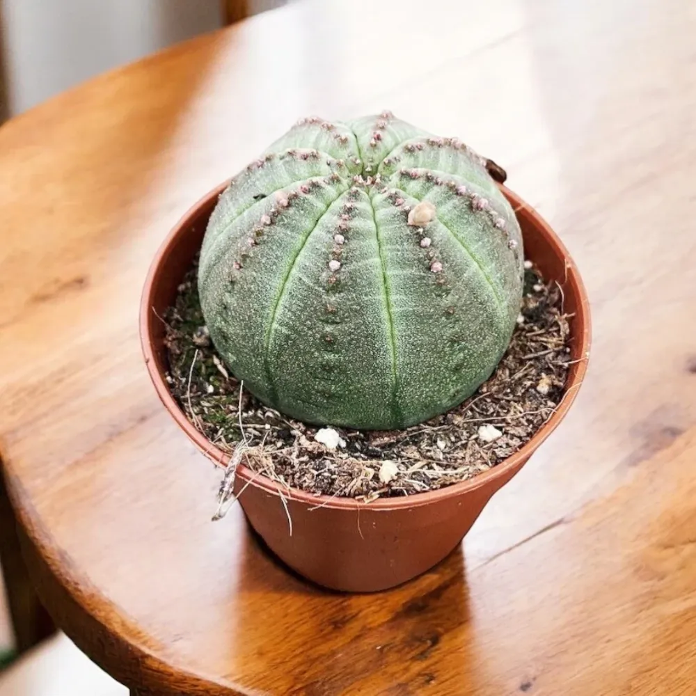 Euphorbia obesa - suculenta sferica rara, cu aspect architectural