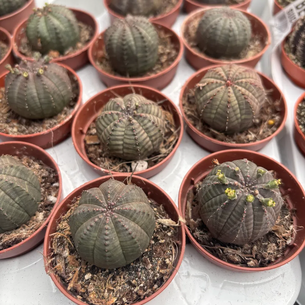Euphorbia obesa - suculenta sferica rara, cu aspect architectural