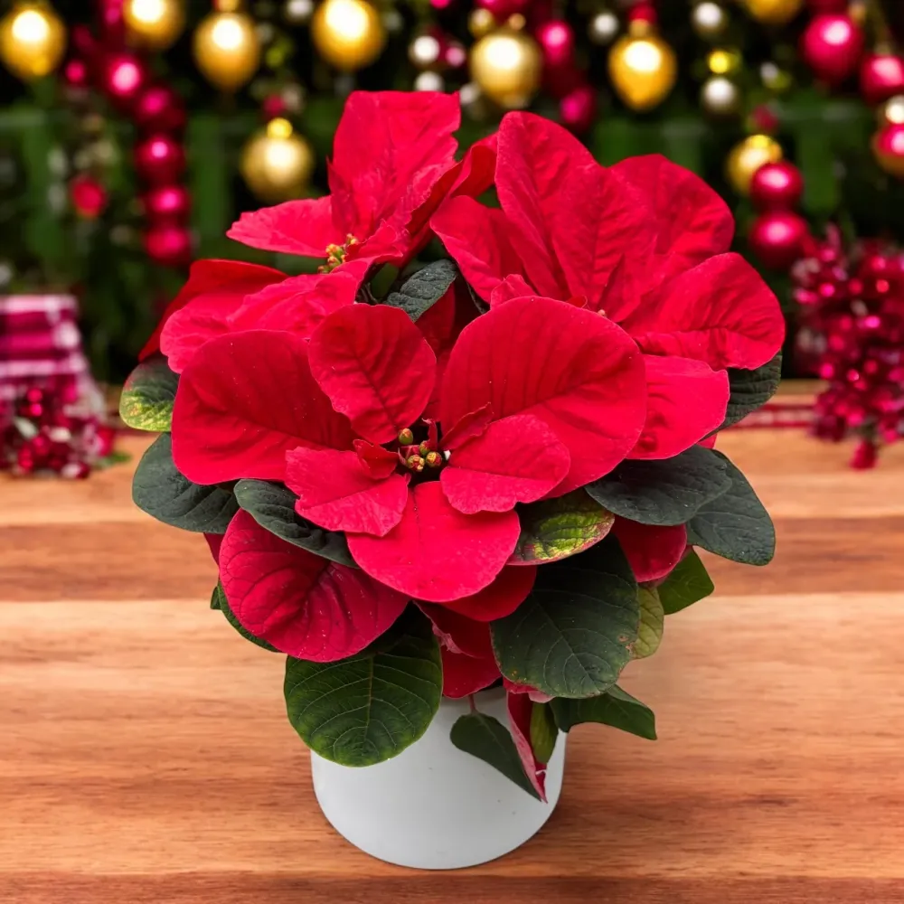 Euphorbia pulcherrima ‘Christmas Mouse’ - craciunita cu bractee rotunjite, forma de urechi de soricel