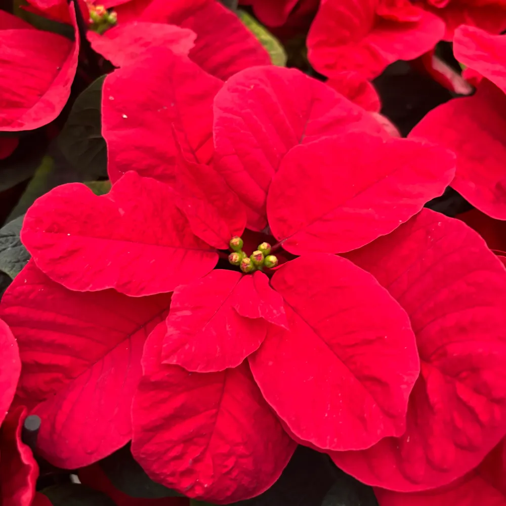 Euphorbia pulcherrima ‘Christmas Mouse’ - craciunita cu bractee rotunjite, forma de urechi de soricel