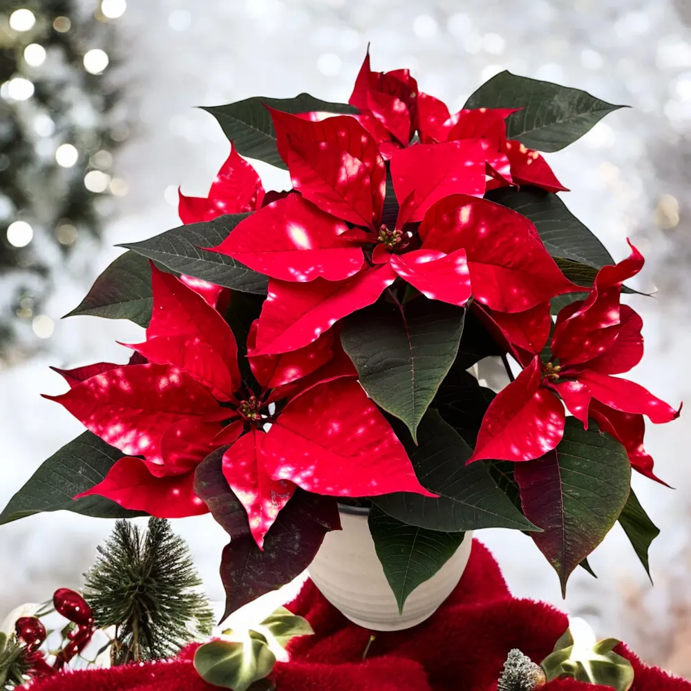 Euphorbia pulcherrima ‘Fantasy Star’