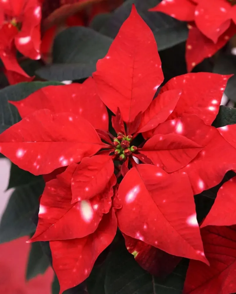 Euphorbia pulcherrima Skystar