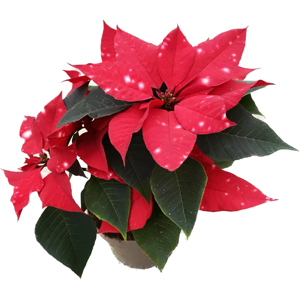 Euphorbia pulcherrima Skystar