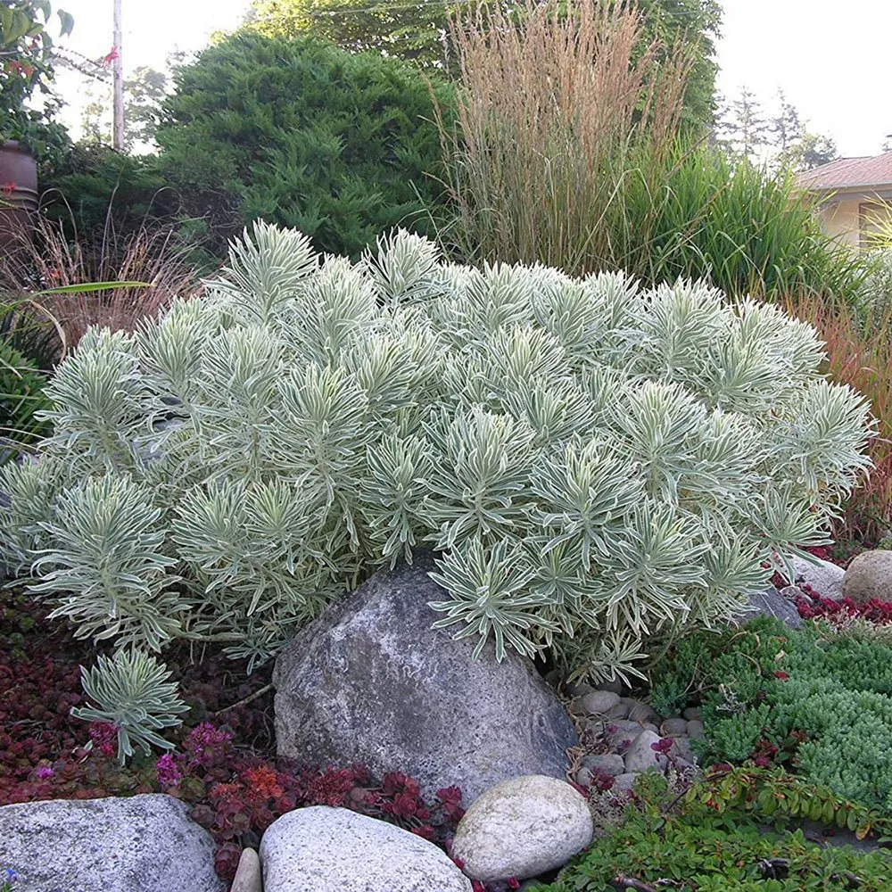 Euphorbia Tasmanian Tiger