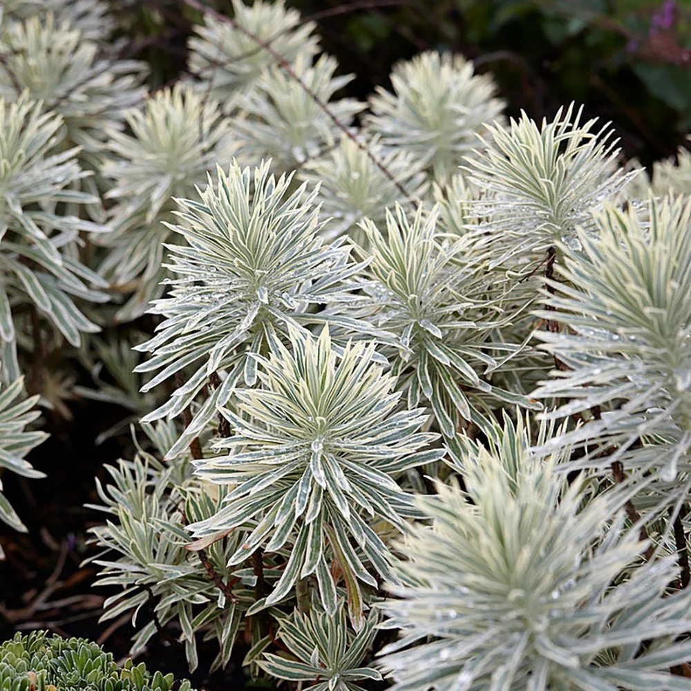 Euphorbia Tasmanian Tiger