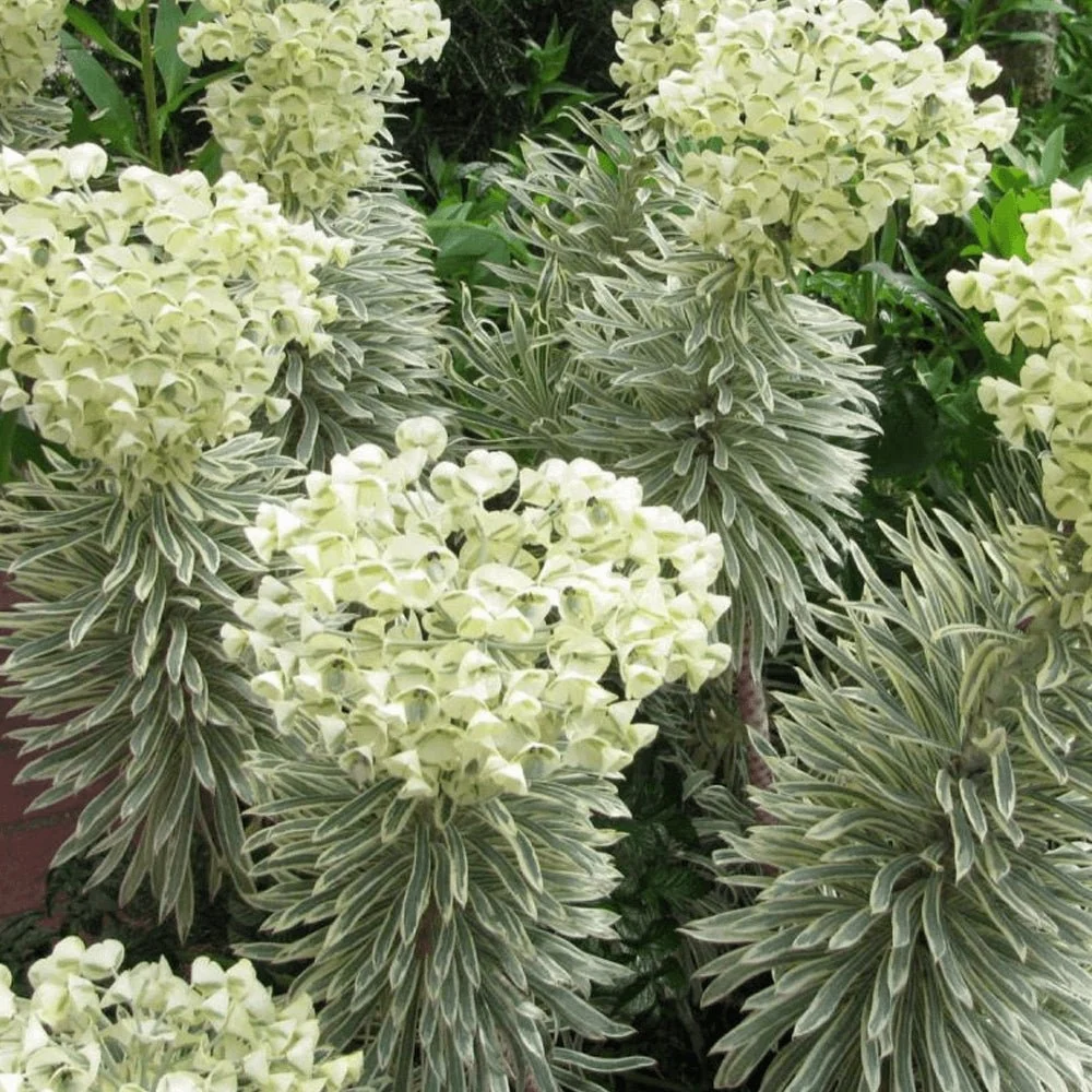 Euphorbia Tasmanian Tiger