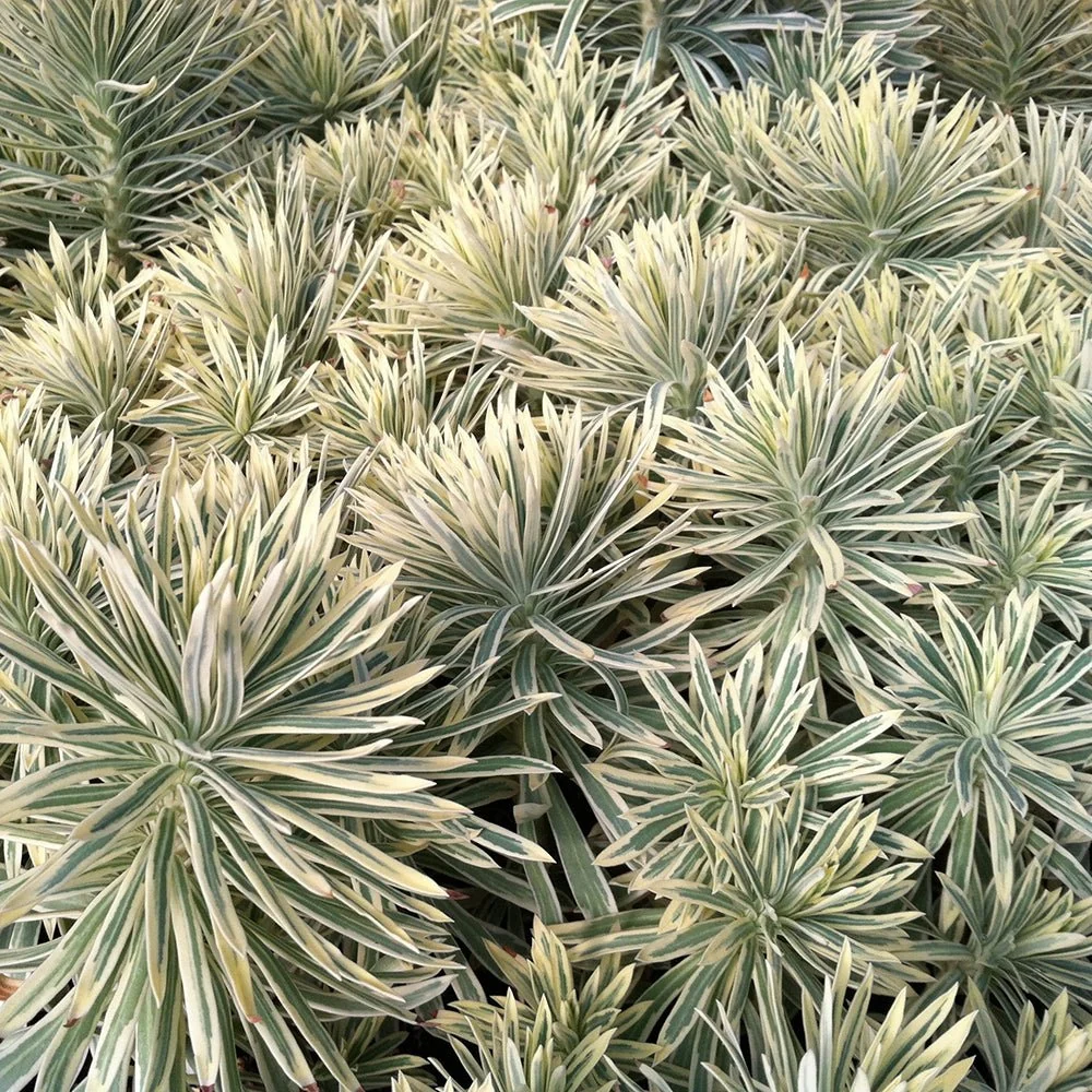 Euphorbia Tasmanian Tiger