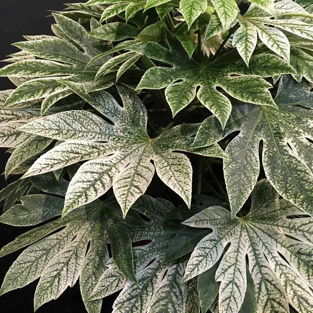 Fatsia japonica 'Spiders Web' - frunze variegate