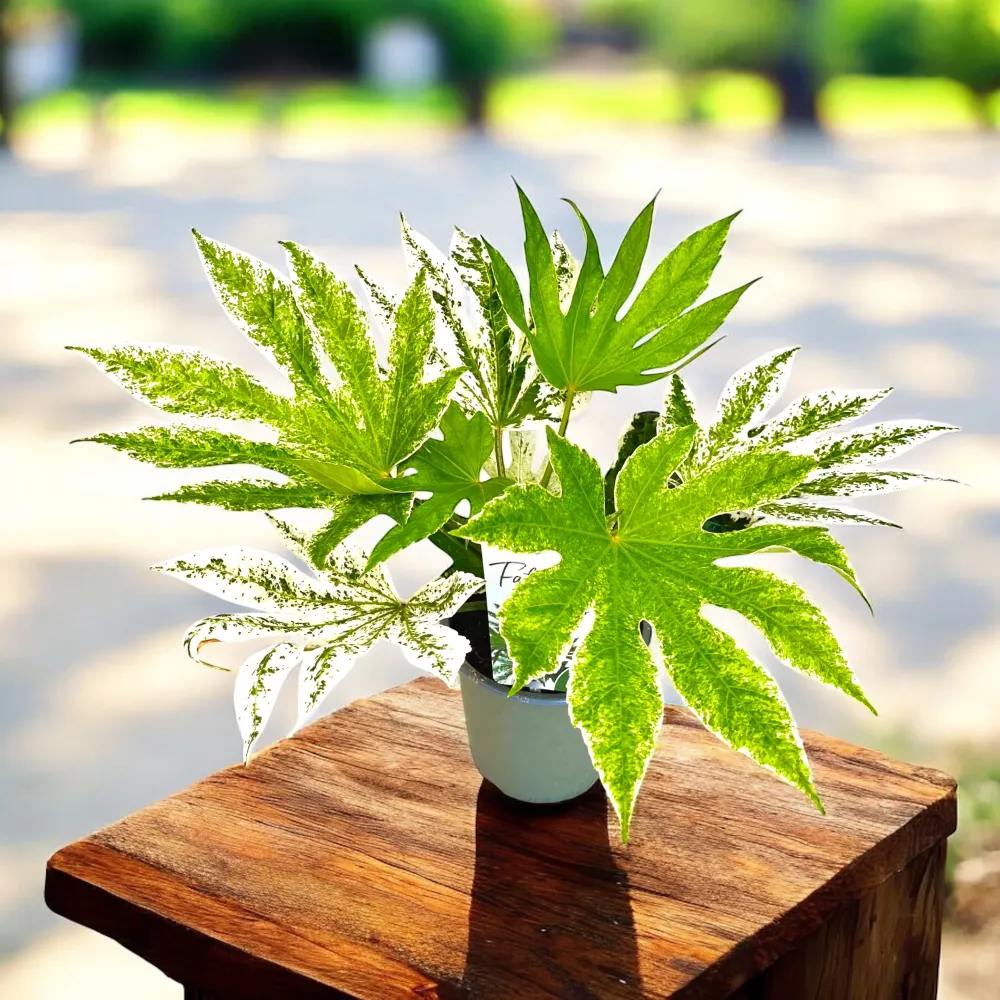 Fatsia japonica 'Spiders Web' - frunze variegate