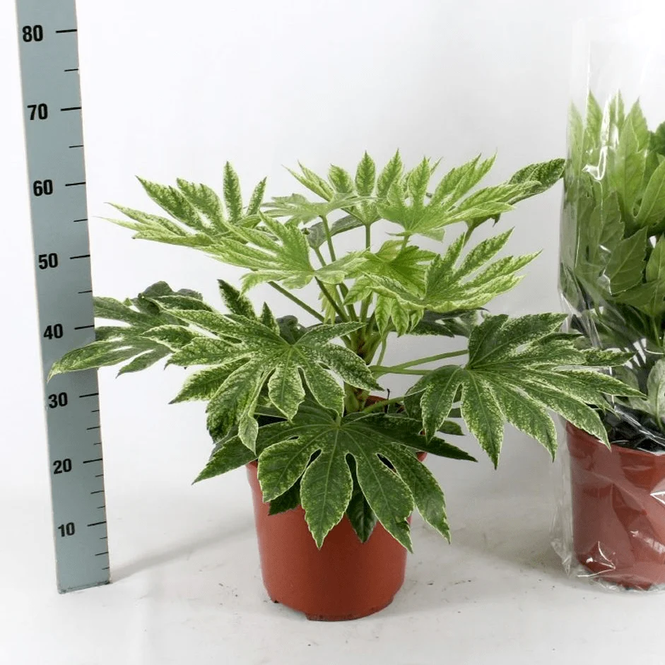 Fatsia japonica 'Spiders Web' - frunze variegate