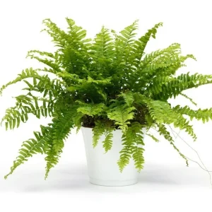 Feriga de Camera - Nephrolepis D12