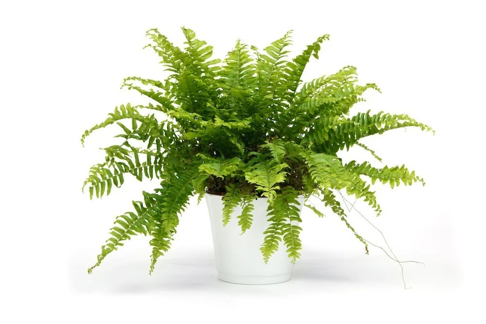 Feriga de Camera - Nephrolepis D12
