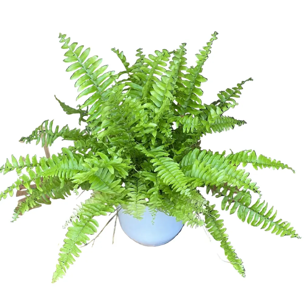 Feriga de Camera - Nephrolepis D12