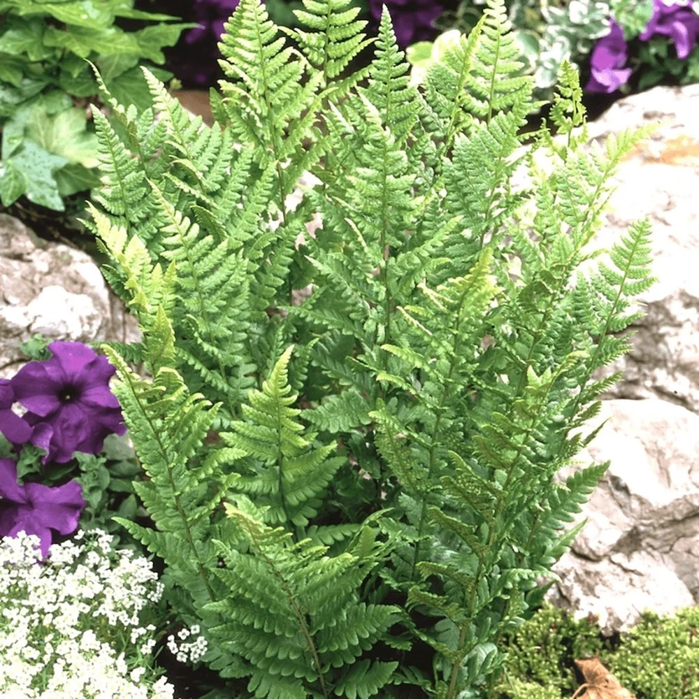 Feriga (Dryopteris Cristata)