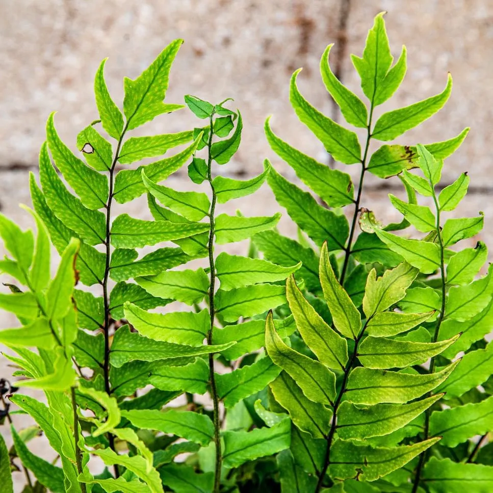 Feriga de gradina - Cyrtomium fortunei var. clivicola