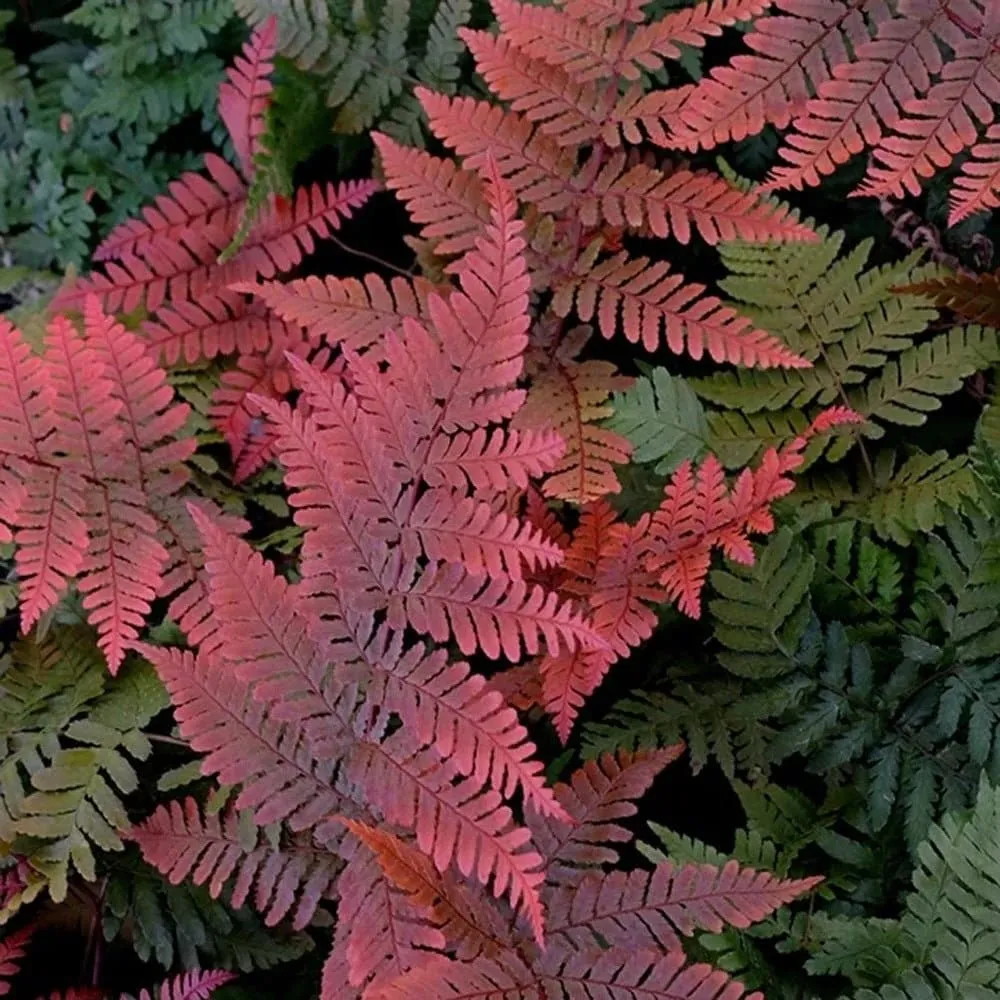 Feriga de gradina - Dryopteris erythrosora 'Koidzumiana'