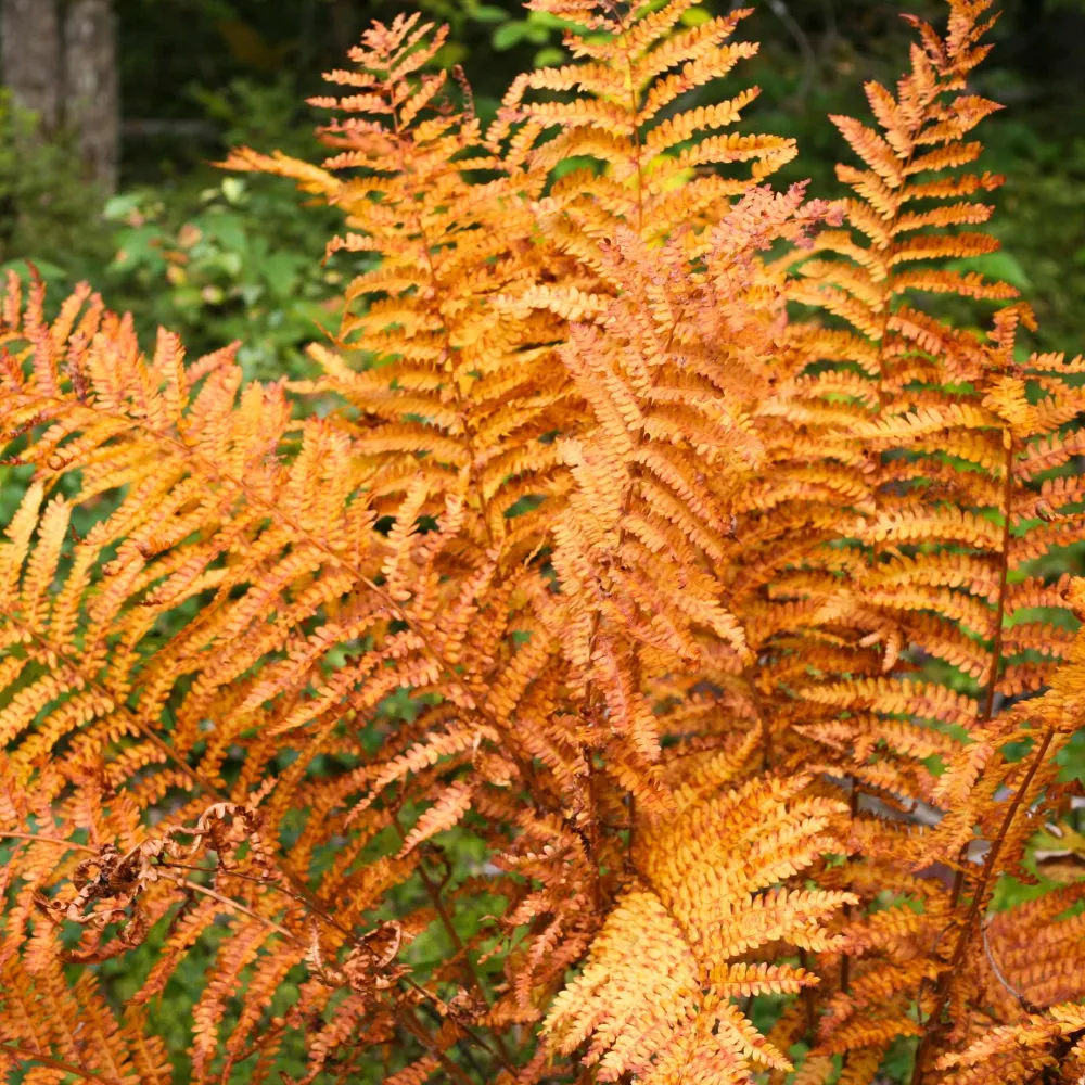 Feriga de gradina - Dryopteris erythrosora 'Koidzumiana'