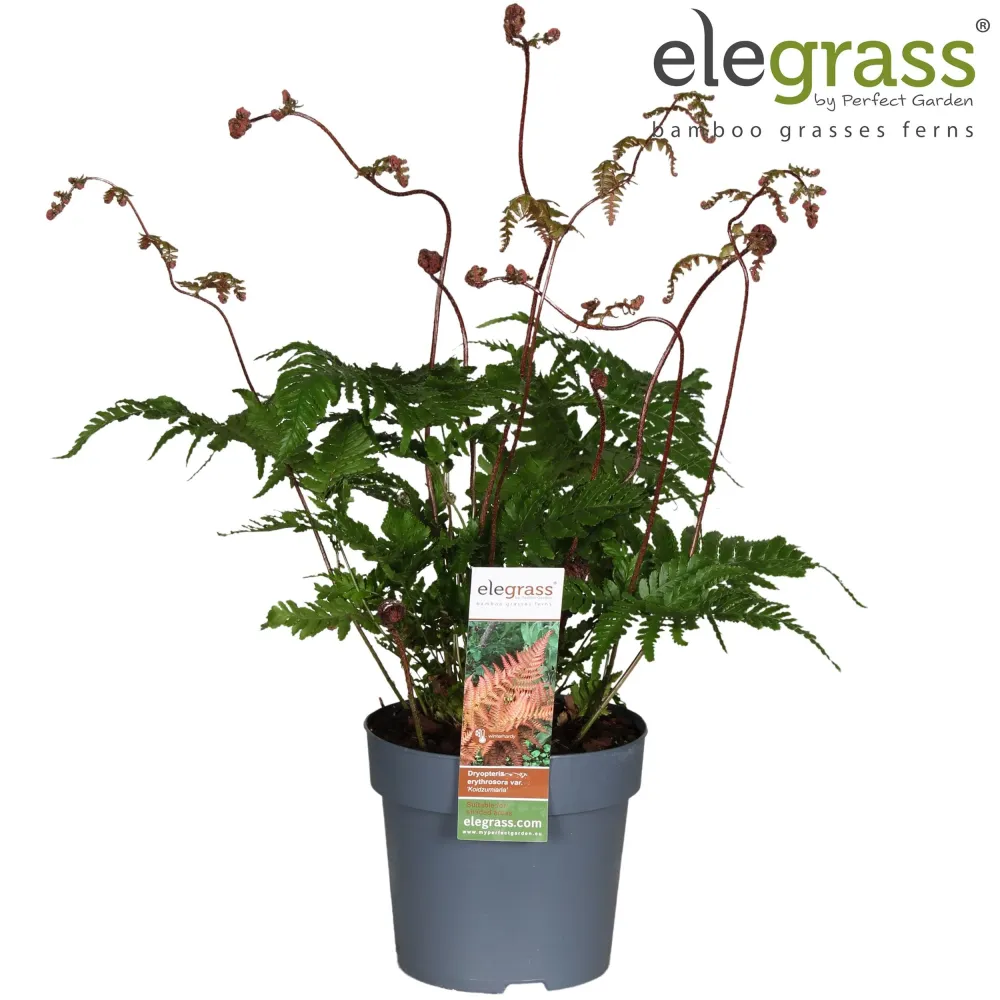 Feriga de gradina - Dryopteris erythrosora 'Koidzumiana'