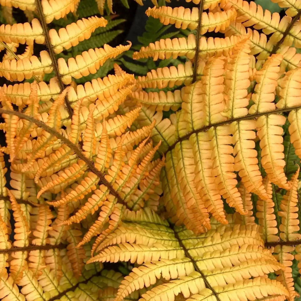 Feriga de gradina - Dryopteris wallichiana 'Jurassic Gold'