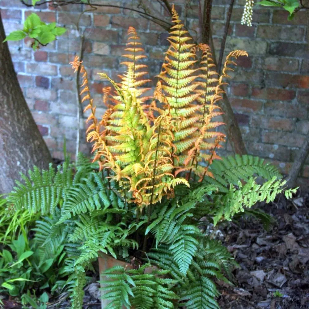 Feriga de gradina - Dryopteris wallichiana 'Jurassic Gold'