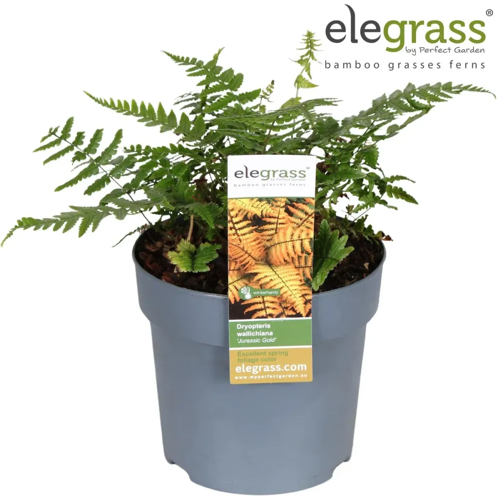 Feriga de gradina - Dryopteris wallichiana 'Jurassic Gold'