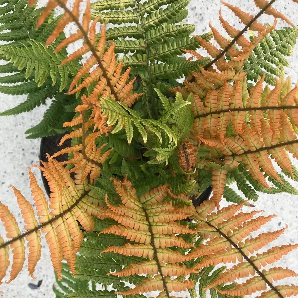 Feriga de gradina - Dryopteris wallichiana 'Jurassic Gold'