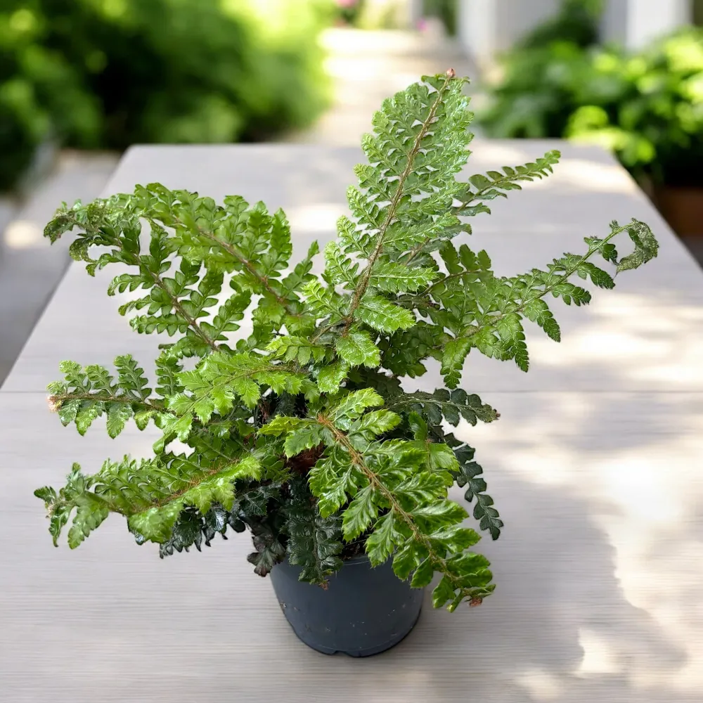Feriga de gradina - Polystichum polyblepharum