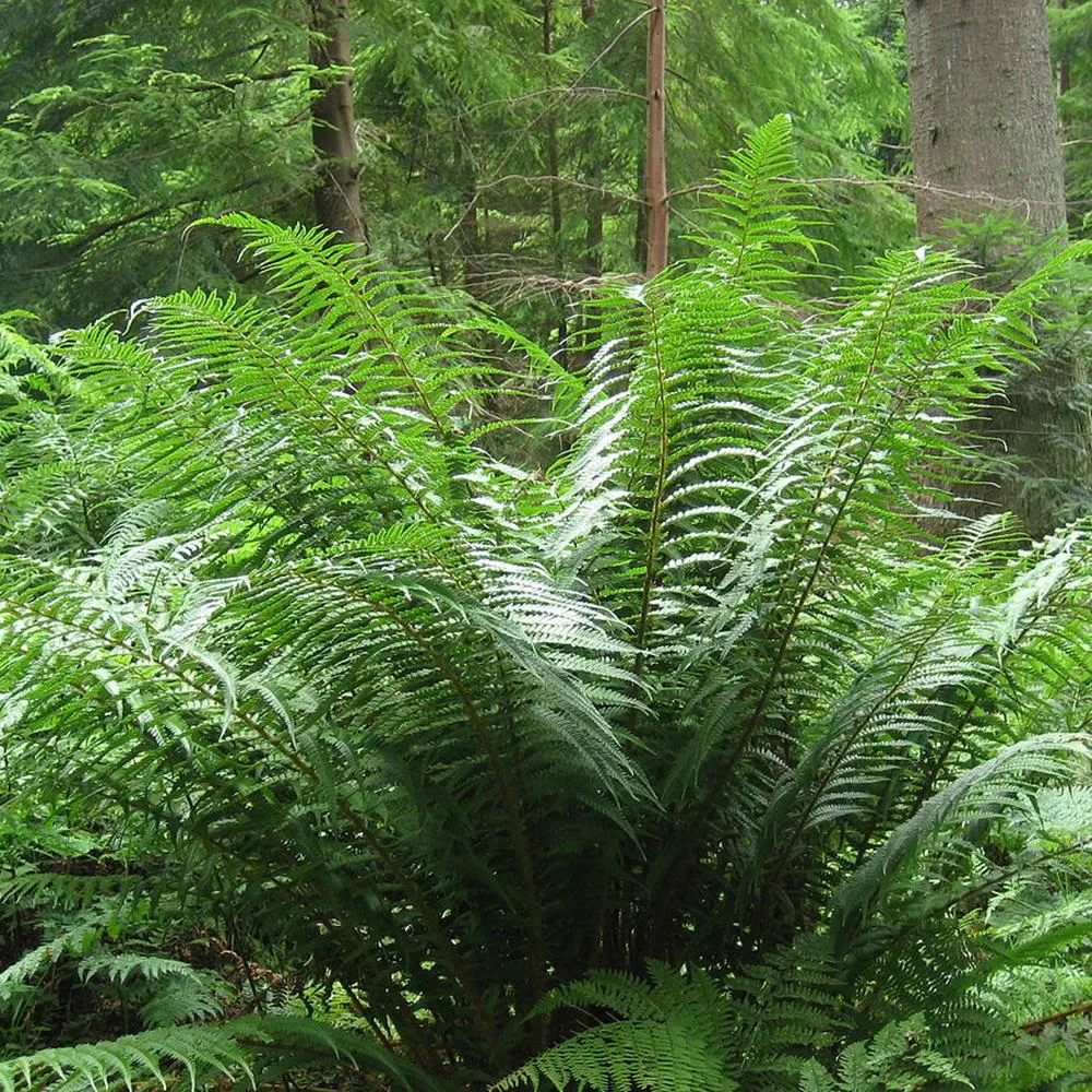 Feriga de Gradina Prinderi