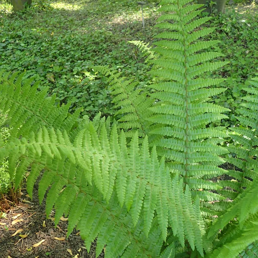 Feriga de Gradina Prinderi