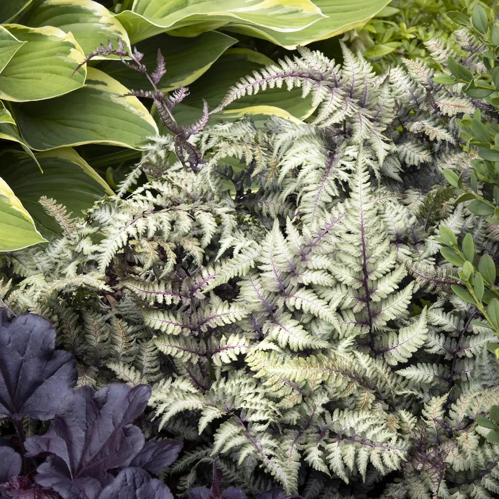 Feriga Japoneza Pictata (Athyrium) Niponicum Pictum, frunze argintii cu nervuri purpurii, planta perena pentru umbra