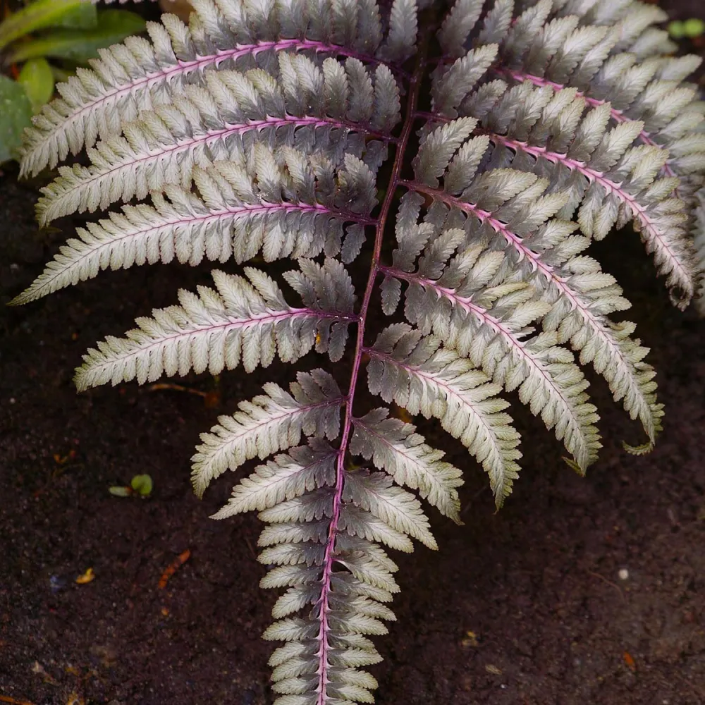 Feriga Japoneza Pictata (Athyrium) Niponicum Pictum, frunze argintii cu nervuri purpurii, planta perena pentru umbra