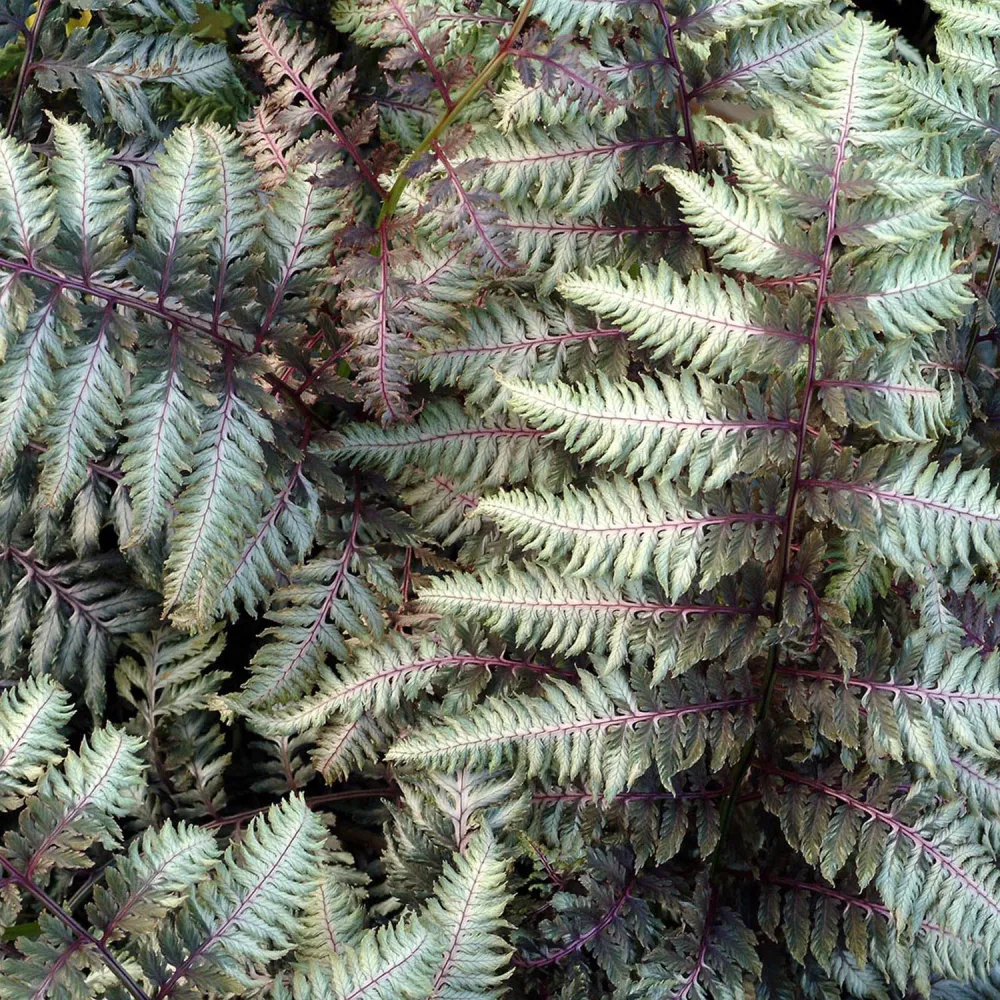 Feriga Japoneza Pictata (Athyrium) Niponicum Pictum, frunze argintii cu nervuri purpurii, planta perena pentru umbra