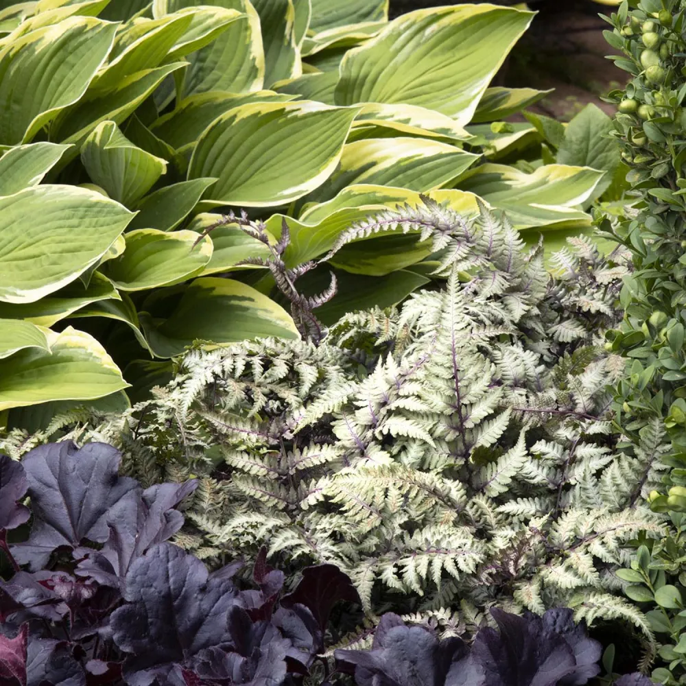 Feriga Japoneza Pictata (Athyrium) Niponicum Pictum, frunze argintii cu nervuri purpurii, planta perena pentru umbra