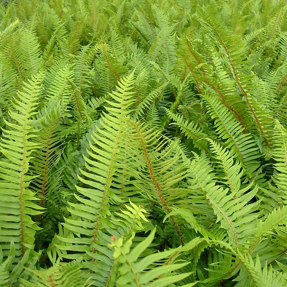 Feriga (Polystichum Munitum)