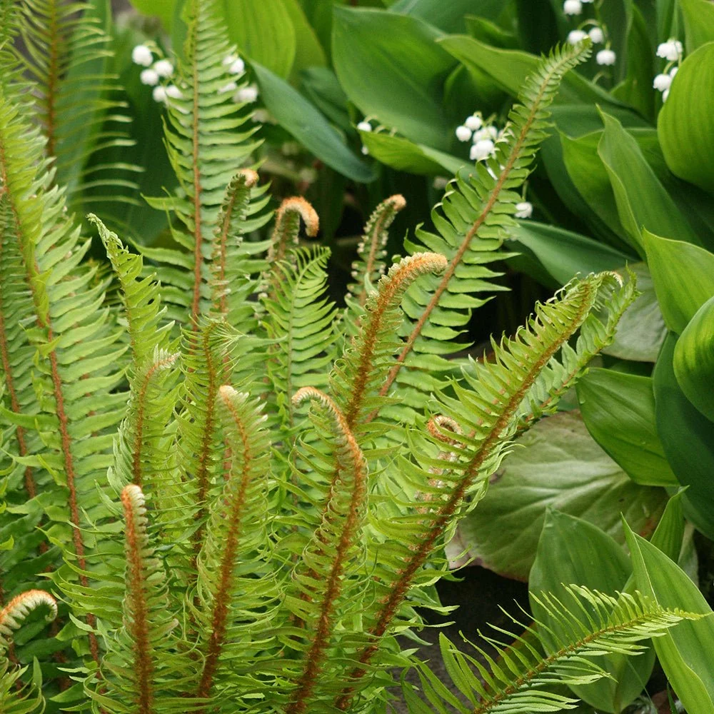 Feriga (Polystichum Munitum)