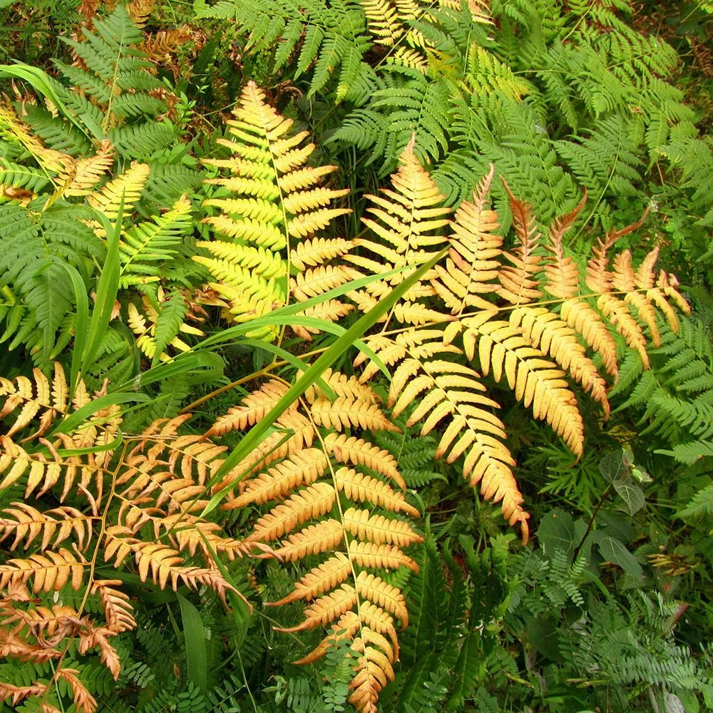 Feriga de toamna aurie (Dryopteris erythrosora) Jurassic Gold, cu frunze aurii primavara, ideala pentru umbra si semiumbra