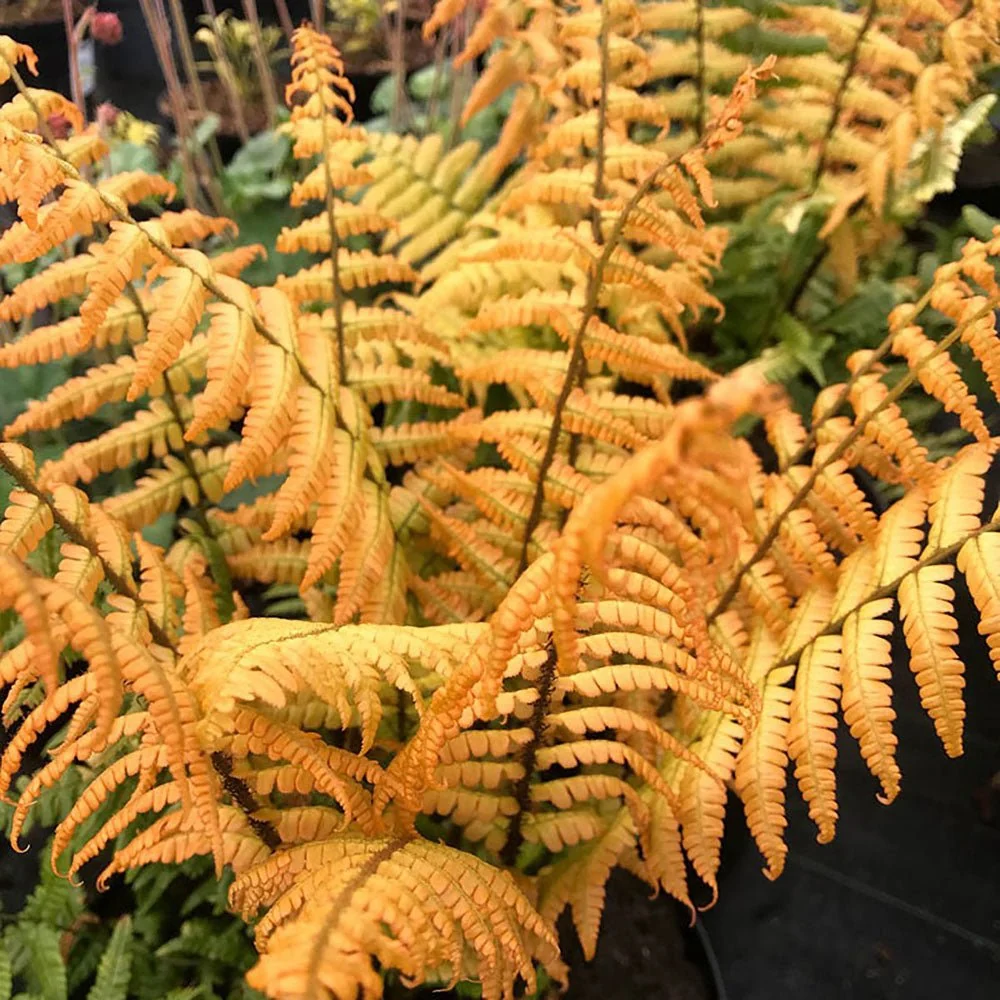 Feriga de toamna aurie (Dryopteris erythrosora) Jurassic Gold, cu frunze aurii primavara, ideala pentru umbra si semiumbra