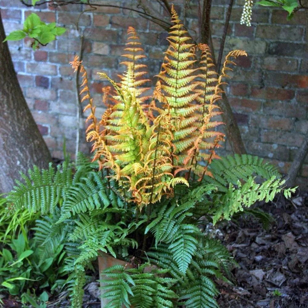Feriga de toamna aurie (Dryopteris erythrosora) Jurassic Gold, cu frunze aurii primavara, ideala pentru umbra si semiumbra