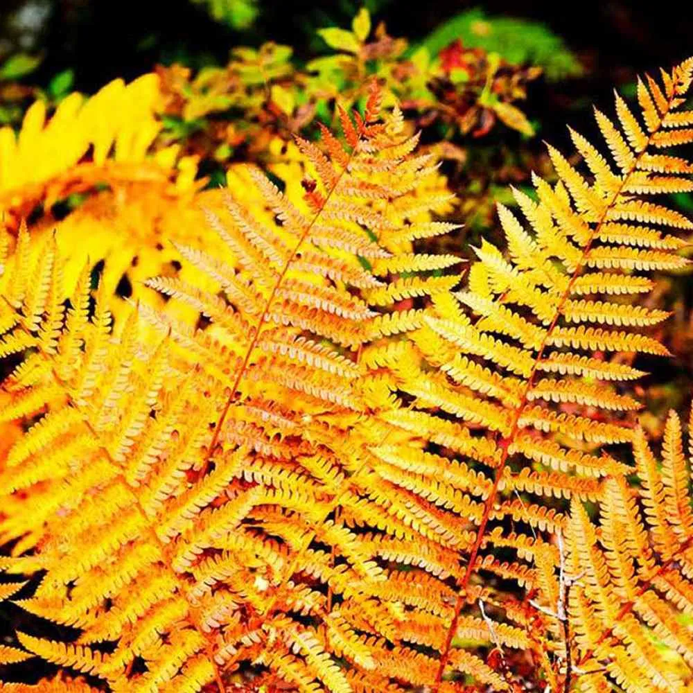 Feriga de toamna aurie (Dryopteris erythrosora) Jurassic Gold, cu frunze aurii primavara, ideala pentru umbra si semiumbra