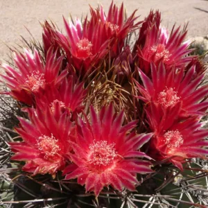 Ferocactus Emoryi (Emory's Barrel Cactus)