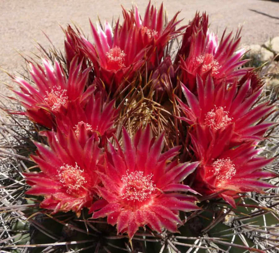 Ferocactus Emoryi (Emory's Barrel Cactus)