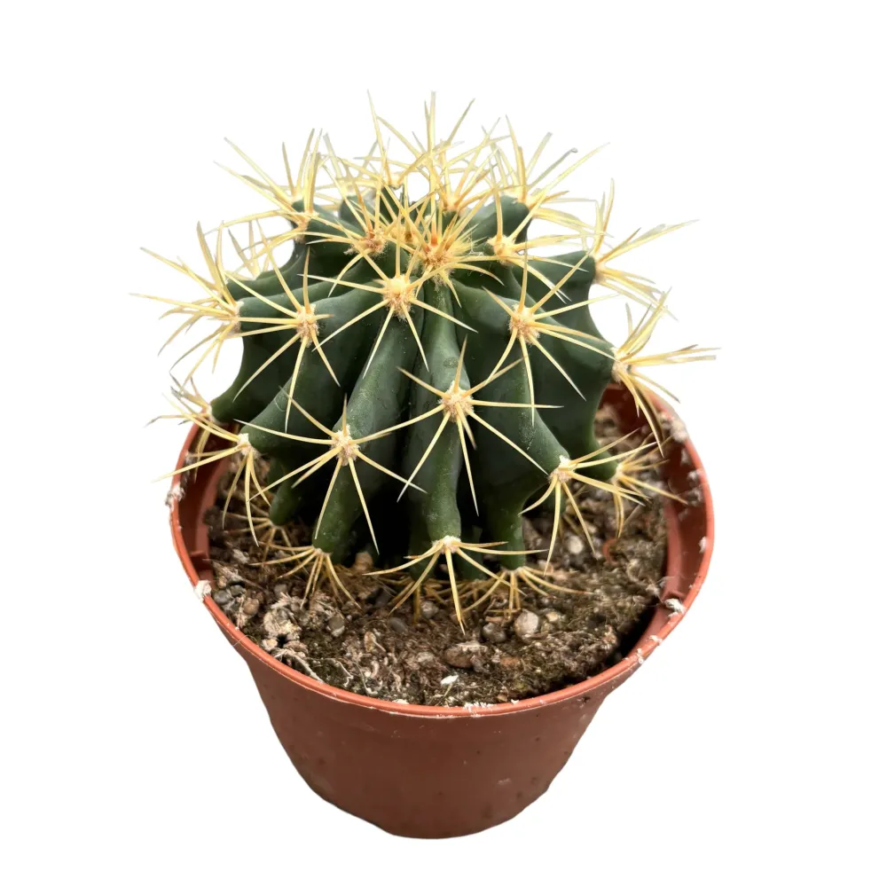 Ferocactus Emoryi (Emory's Barrel Cactus)