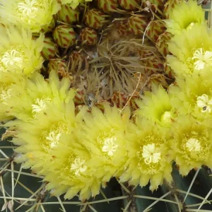 Ferocactus glaucescens