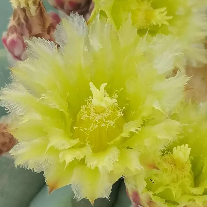 Ferocactus glaucescens f. inermis