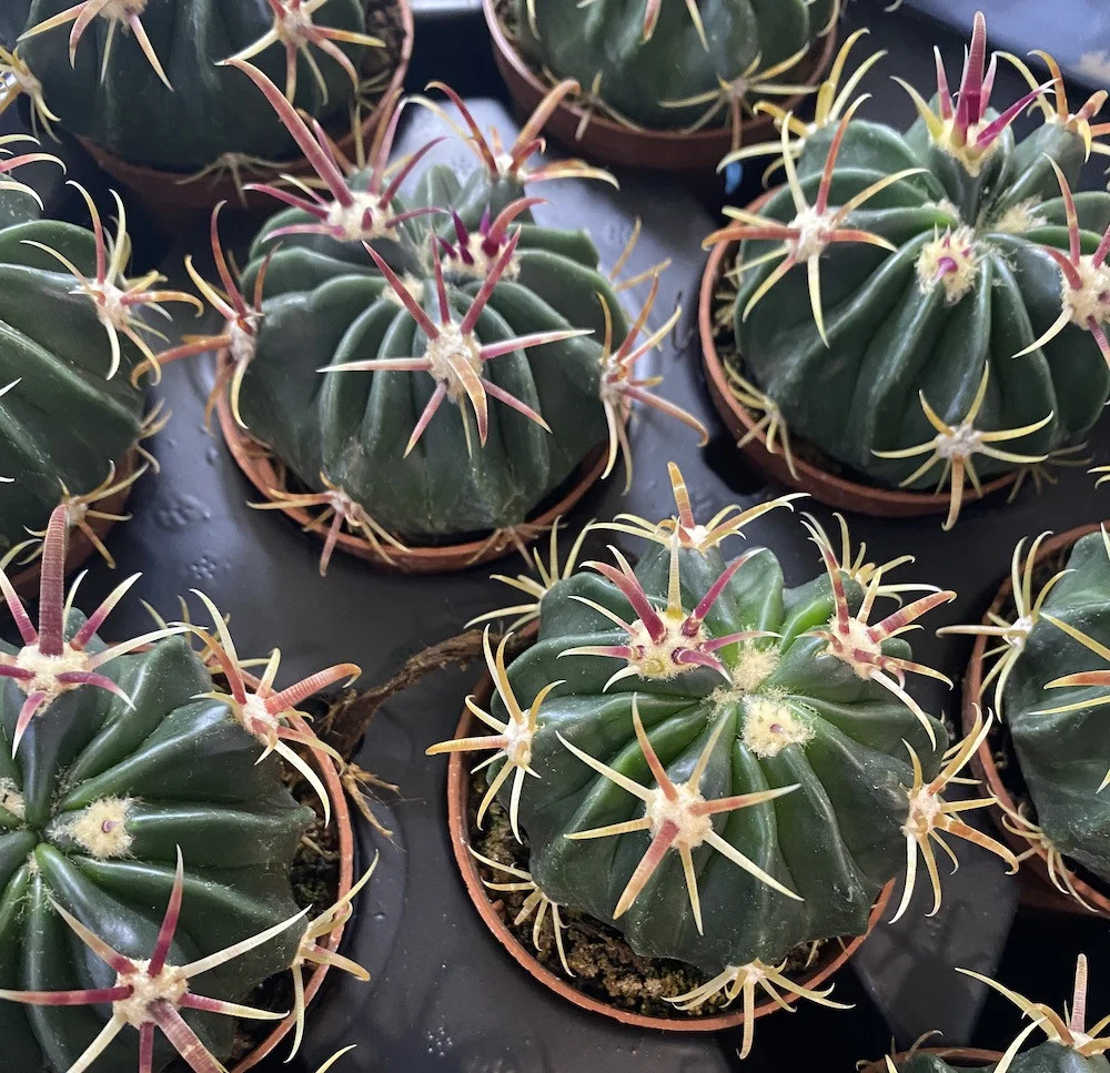 Ferocactus Latispinus