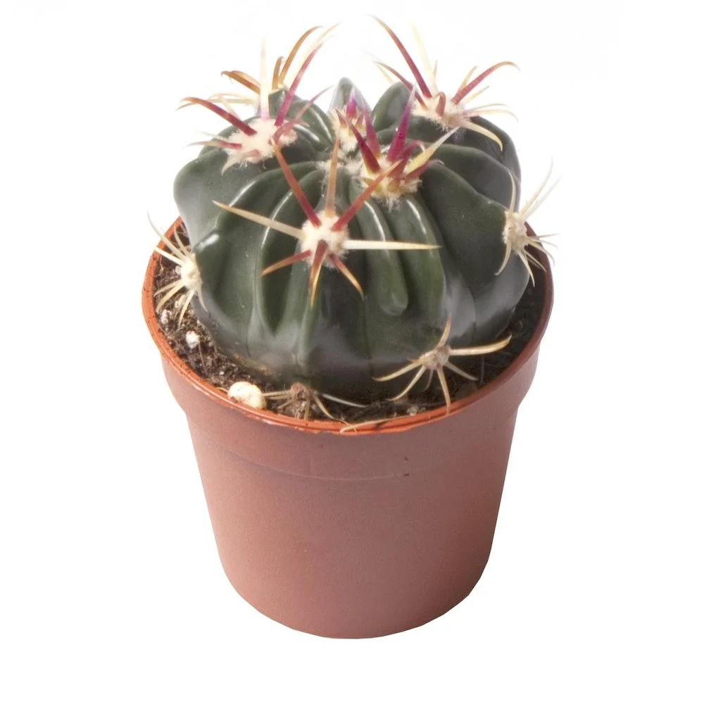 Ferocactus Latispinus