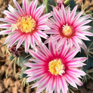Ferocactus macrodiscus